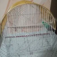 قفس کوچیک