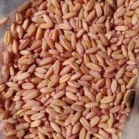 فروش ۷تن گندم بذربوجاری شده داس نقدواقساط|خدمات باغبانی و درختکاری|بیجار, |دیوار