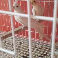 عروس هلندی آلبینو با جوجهاشون