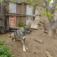 سگ دو رگ عراقی وساده