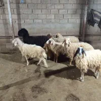 فروش بره نرعربی