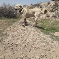 سگ عراقی