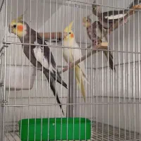 عروس هلندی|پرنده|سرپل ذهاب, |دیوار