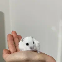 فروش همستر|موش و خرگوش|شیراز, پشم شیشه|دیوار