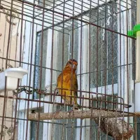 سهره قناری|پرنده|شیراز, شریف‌آباد|دیوار