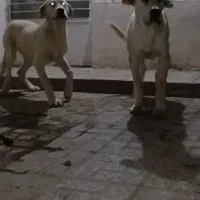 جفت توله ۶ماهه