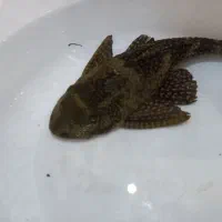 ماهی لجن خوار بزرگ