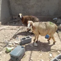 ۲راس میش جوان داشتی آبستن|حیوانات مزرعه|شیراز, بید زرد|دیوار