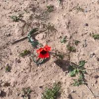 نان خشک برای گوسفند