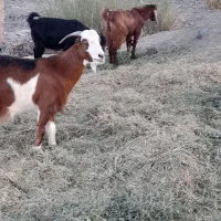 بز رُنگ و مایه ای دوقلوزا و چپشت