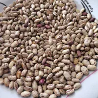 لوبیا چیتی|خوردنی و آشامیدنی|بیرانوند, |دیوار