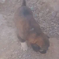 طوله سگ|سگ|مهران (ایلام), |دیوار