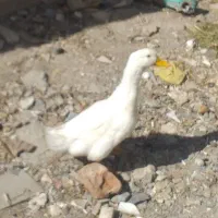 قو غاز