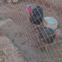 دو عدد بوقلمون نر و ماده