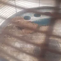 پرنده دهن زن