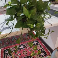 گل پتوس|گل و گیاه طبیعی|کرمان, |دیوار