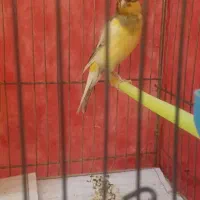 قناری نر بالغ