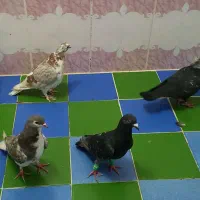 کبوترارزون