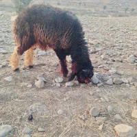 بره قوچی|حیوانات مزرعه|لالی, |دیوار