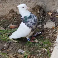 کبوتر طوقی|پرنده|گنبد کاووس, |دیوار