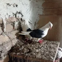 کفتر دوکت|پرنده|مشکیندشت, |دیوار