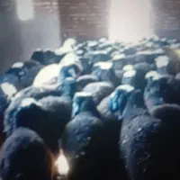 فروش قوچ بره نر میش|حیوانات مزرعه|رزن, |دیوار