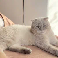 اسکلاتیش فوری