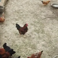 خروس|حیوانات مزرعه|دینور, |دیوار