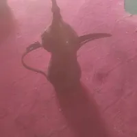 دله قهوه  ***********