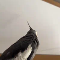 عروس هلندی نر