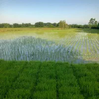 زمین کشاورزی