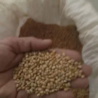 لوبیا محلی چشم بلبلی