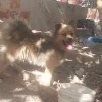 سگ پامر