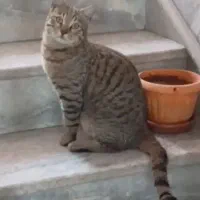 واگذاری گربه ۸ماهه که یک دستشو و از دست داده