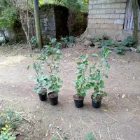 شمشاد  سبز تعداد۳۰۰تا  قیمت. ۱۲ ژینگو ۲۰۰عدد۴۰تومن|گل و گیاه طبیعی|کلاچای, |دیوار