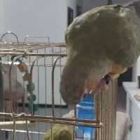 طوطی گرینچیک|پرنده|احمدآبادمستوفی, |دیوار