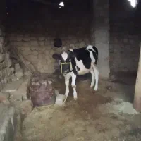 سلام و درود ماگاه ۱۵۰ملیون تومان و شنگل ۱۴۵ملیون