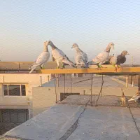 ۷تانر۳تاماده‌جوان|پرنده|قزوین, |دیوار