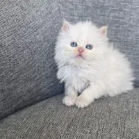 پرشین های زیبا و خاص