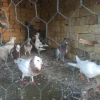 کفتر،کبوتر|پرنده|شیراز, اکبر آباد|دیوار