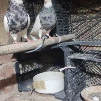 فروش کبوتر طوقی درجه یک