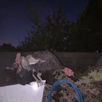 بوقلمون وخروس|حیوانات مزرعه|مرودشت, مختارآباد|دیوار