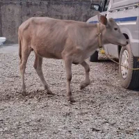 گوساله شالوله۴ماهه اصل