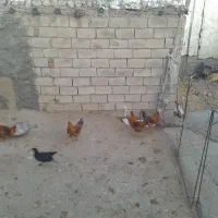 مرغ و خروس بوقلمون