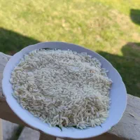 برنج درشت  و سرلاشه و نیم دانه هاشمی سورت شده