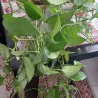 فروش سه گلدان سبز و سرحال|گل و گیاه طبیعی|صدرا-فارس, فاز ۱|دیوار