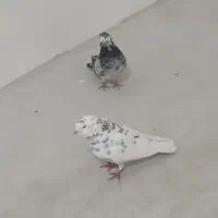 کفتر|پرنده|اردبیل, |دیوار