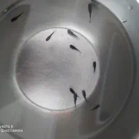 ماهی|ماهی|شیروان (خراسان), |دیوار