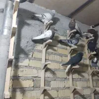 کفتر|پرنده|شیراز, شهرک صادقیه|دیوار