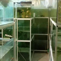 پرورش ماهی زینتی از صفر تا درآمد